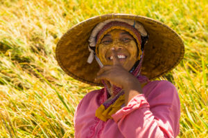 Ekas peninsula, rice is harvested Ekas peninsula, rice is harvested